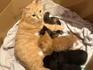 Mixed Breed cats Gorgeous litter of kittens - Advert 1