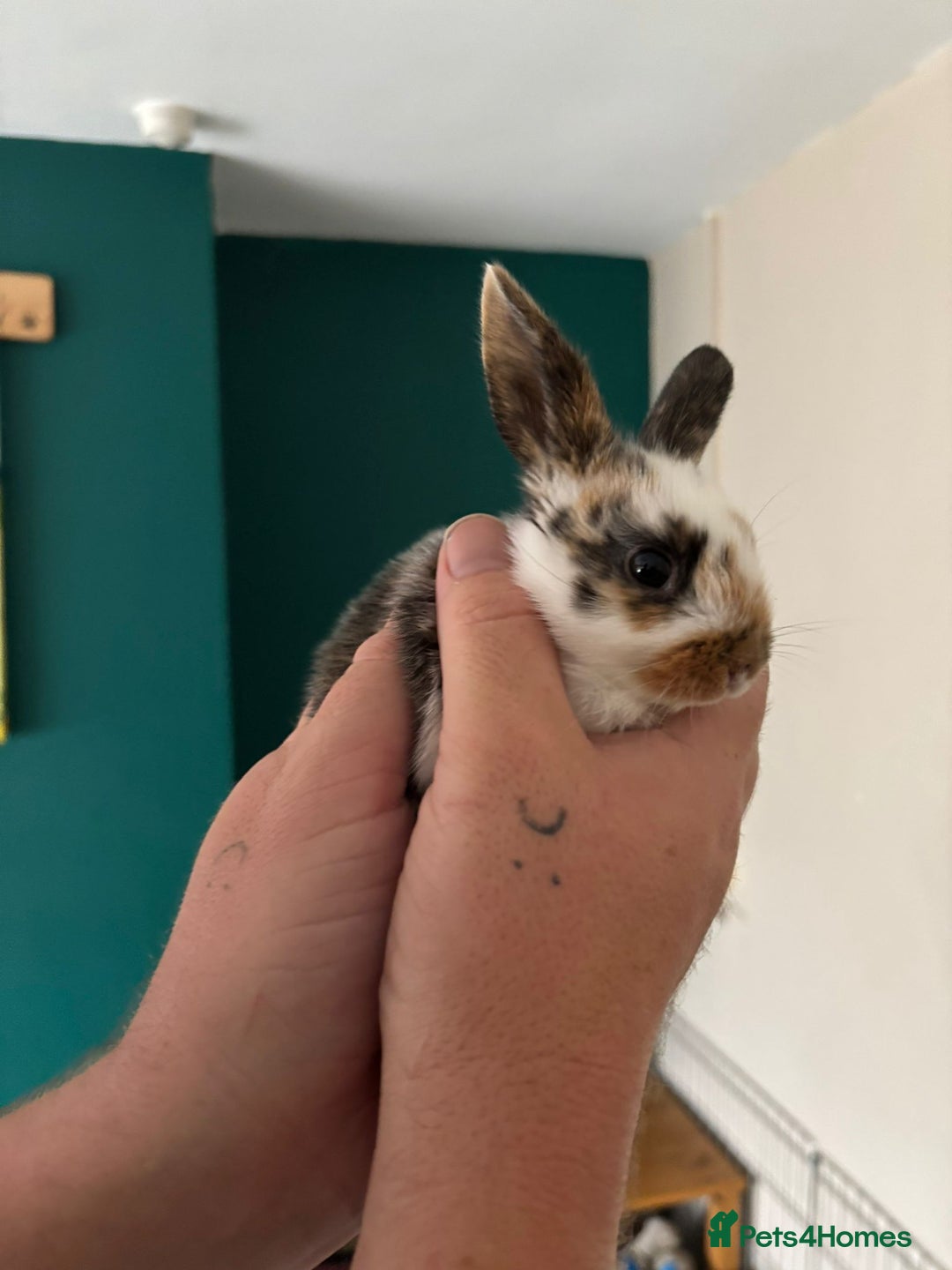 Mini Lop rabbits for sale: 8 baby rabbits - Image 20