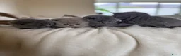 British Shorthair cats for sale: 4 British shorthair kittens  - Advert 12