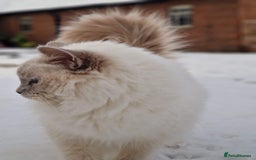 Ragdoll cats for sale: Beautiful Lilac Mitted Ragdoll Queen - Image 7