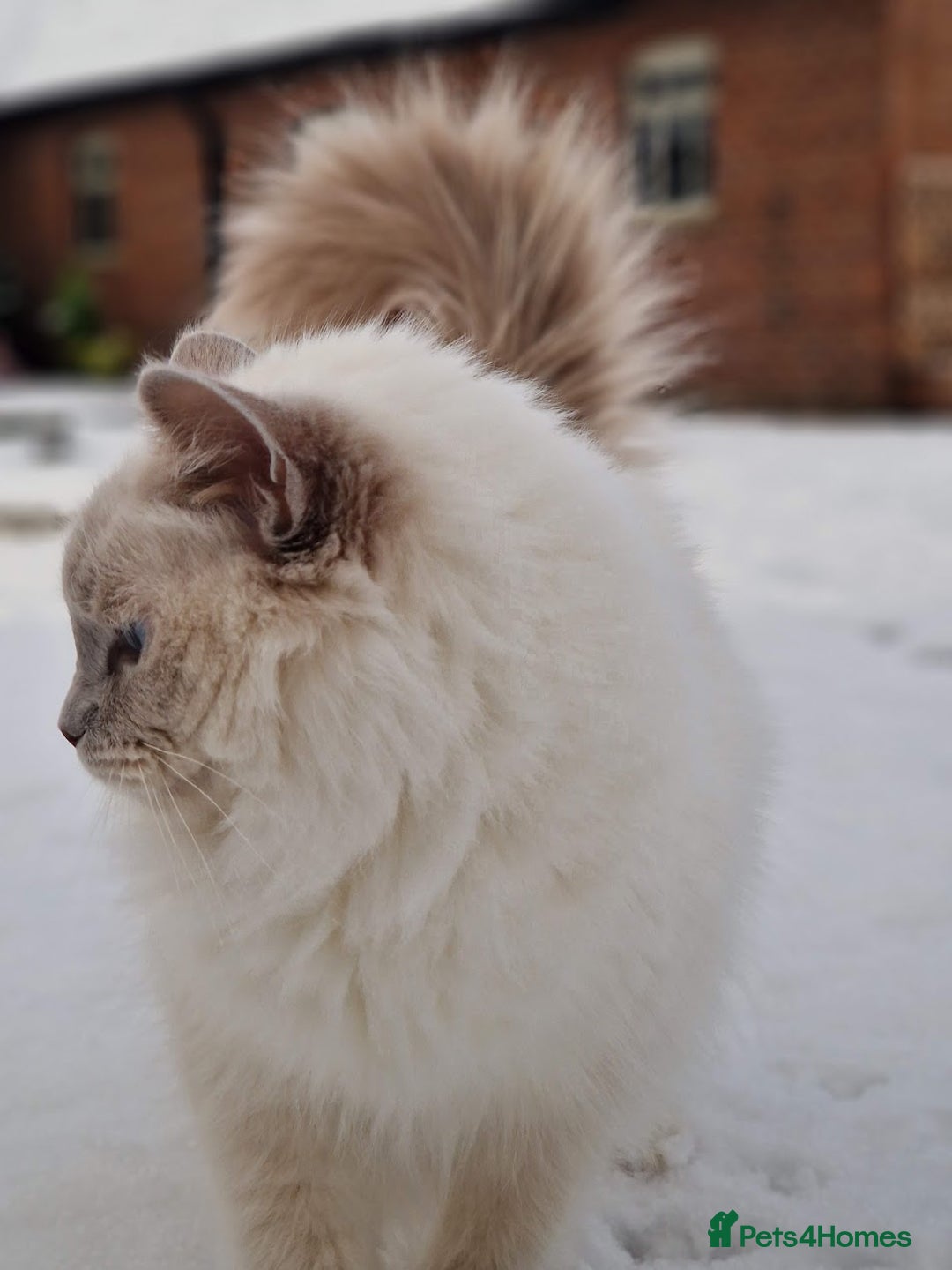 Ragdoll cats for sale: Beautiful Lilac Mitted Ragdoll Queen - Image 7
