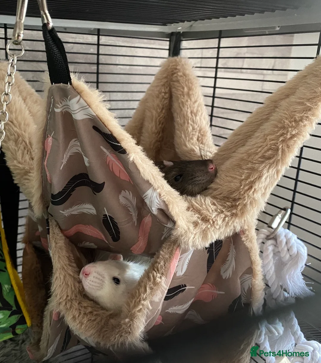 Rat rodents for sale: 2 male rats with cage, accessories and toys - Advert 2