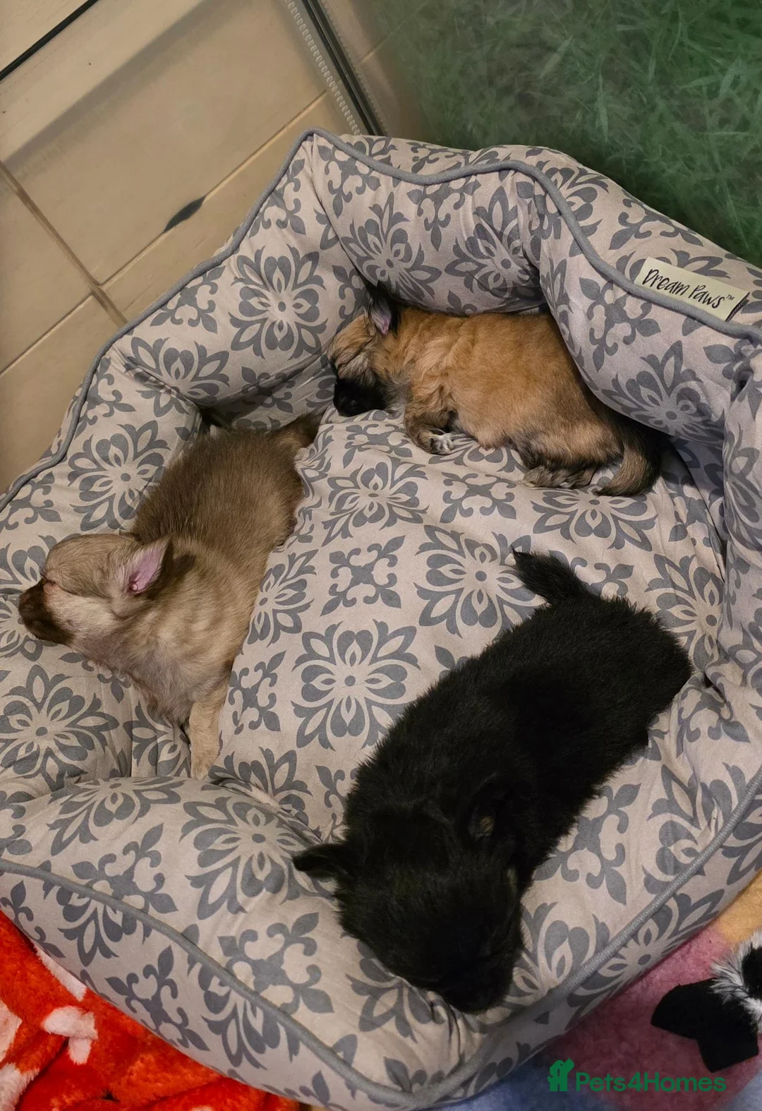 Chihuahua dogs for sale: Beautiful Long-Haired Chihuahua Puppies in Southport - Advert 13