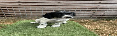 English Springer Spaniel 2