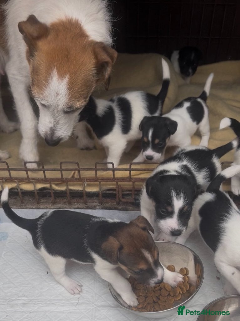 Jack Russell dogs Jack Russel pups. Long and Short hair  - Advert 10