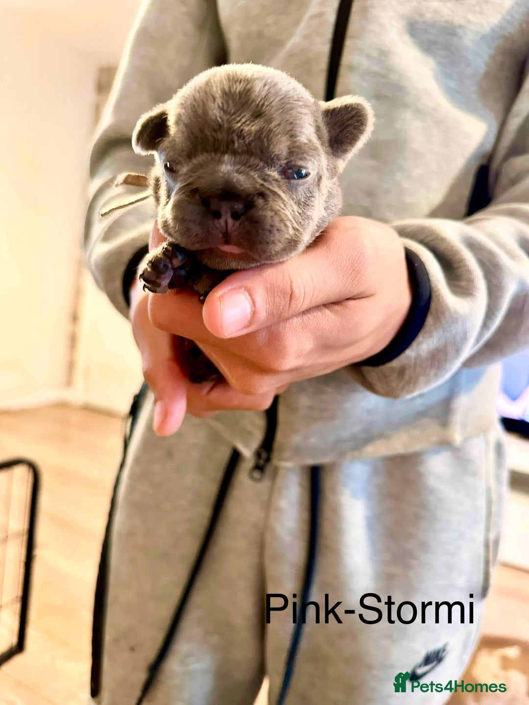 French Bulldog dogs for sale: 5 Beautiful French Bulldog Puppies  - Image 6