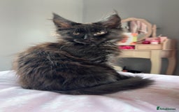Maine Coon cats for sale: black smoke female  - Image 20