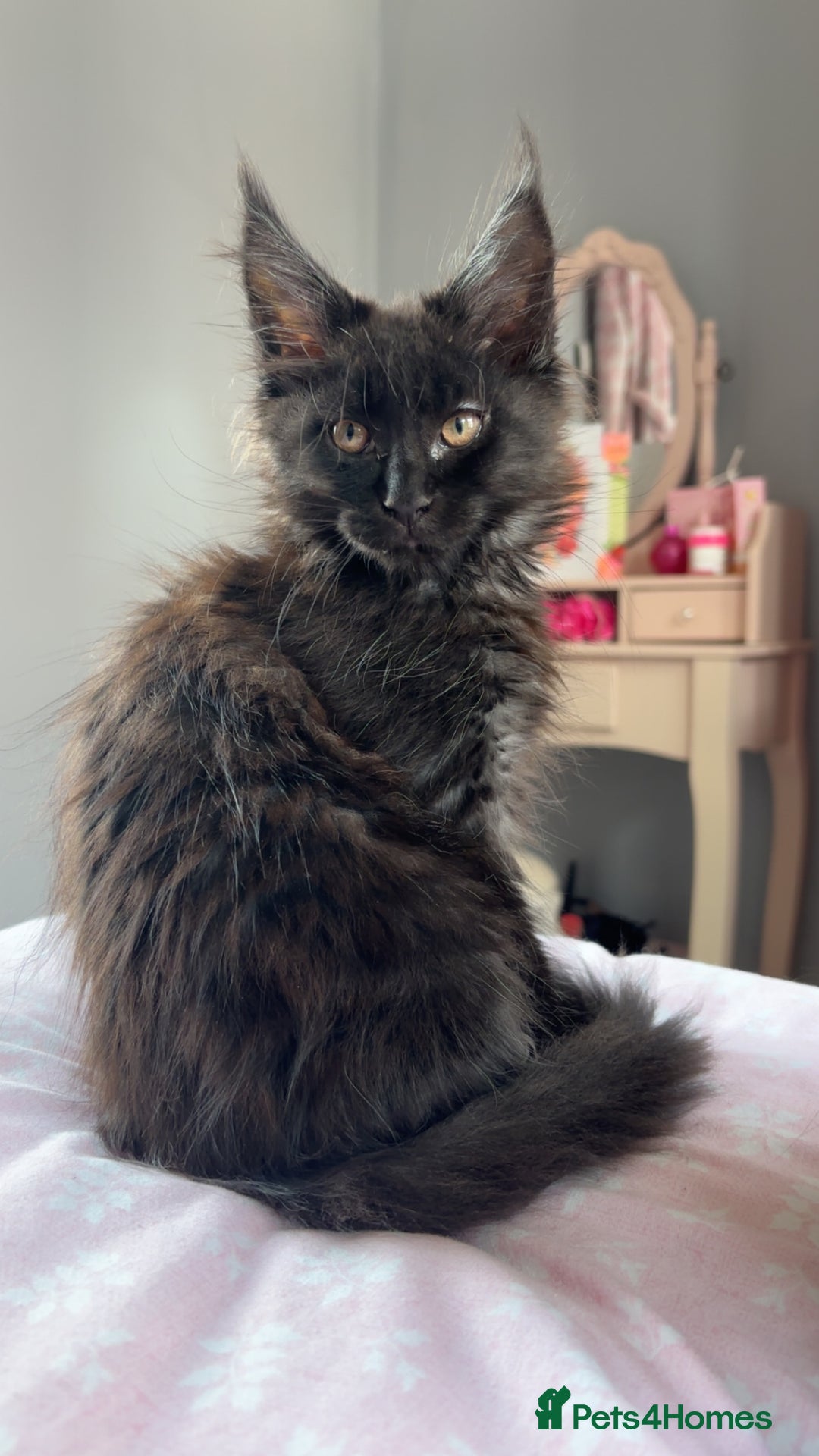 Maine Coon cats for sale: black smoke female  - Image 20