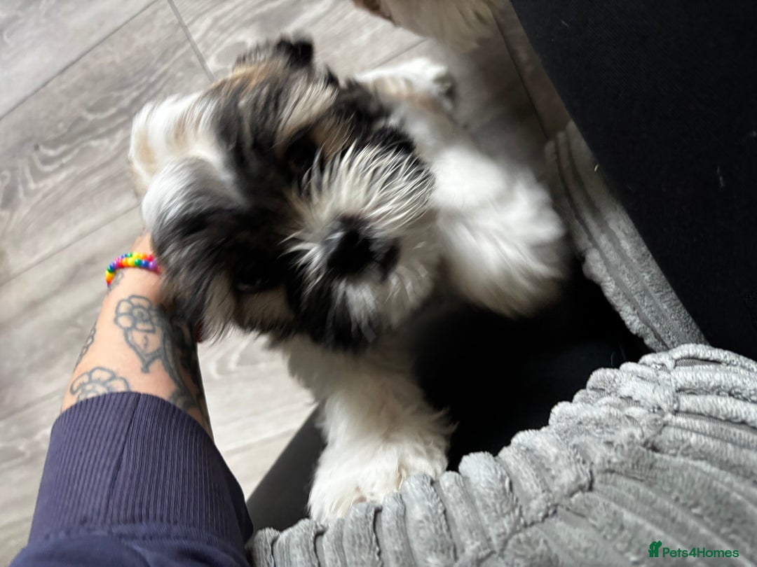 Lhasa Apso dogs for sale: 6 beautiful Lhasa Apso puppies - Image 36