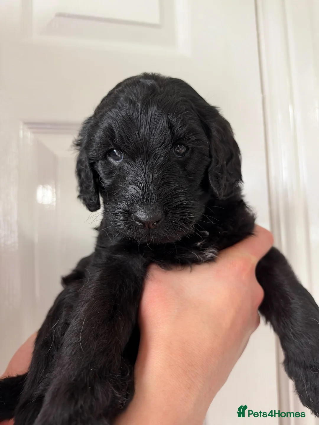 Labradoodle dogs for sale: Gorgeous female Labradoodles.  in Doncaster - Advert 1