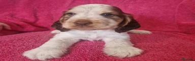 Cocker Spaniel 2