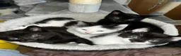 British Longhair cats for sale: Beautiful Kittens  - Advert 5