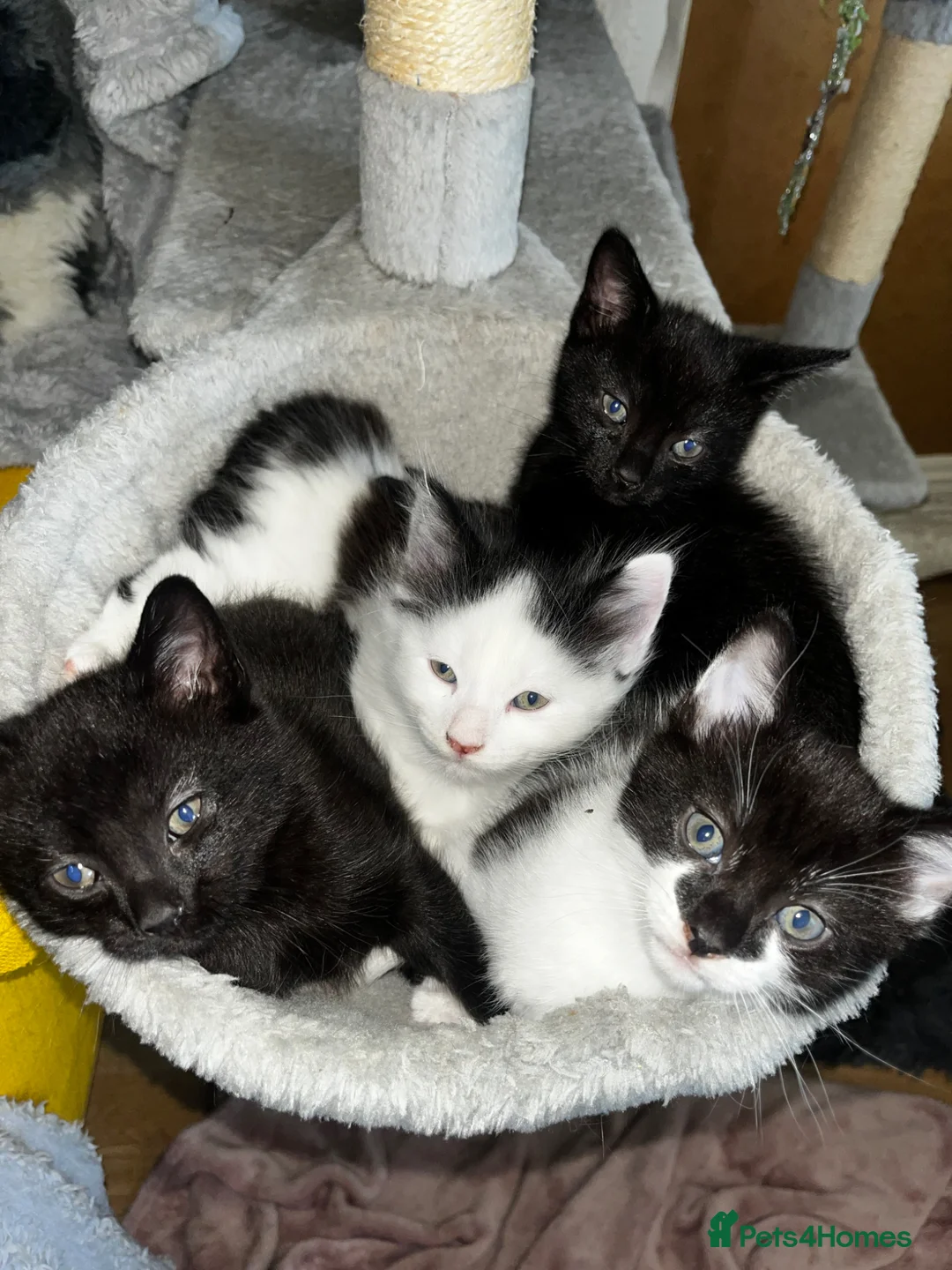 British Longhair cats for sale: Beautiful Kittens  - Advert 5