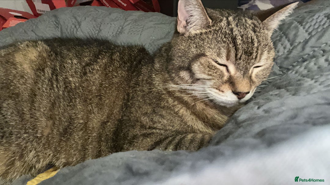 Domestic Shorthair cats for sale: Lulu the lovely house cat. - Image 4