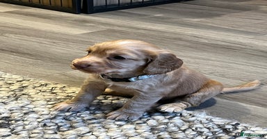Cocker Spaniel dogs - Advert 3