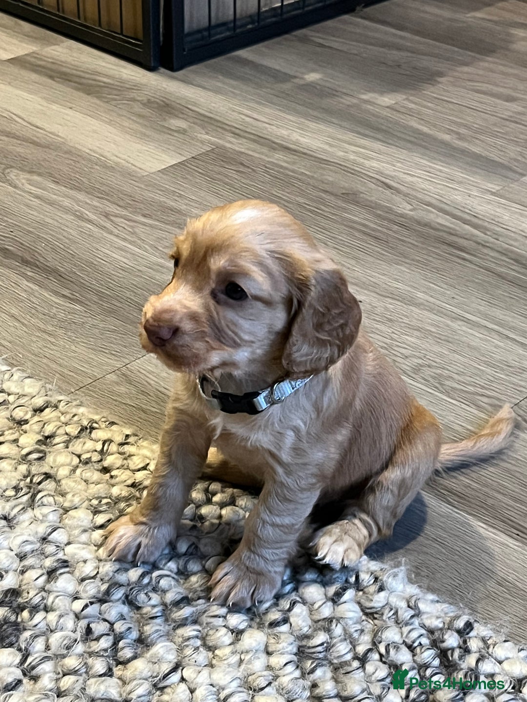 Cocker Spaniel dogs for sale: Perfect working cocker spaniel puppies  - Image 3