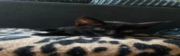 Mixed Breed cats for sale: Beautiful black kittens in West Bromwich - Advert 5