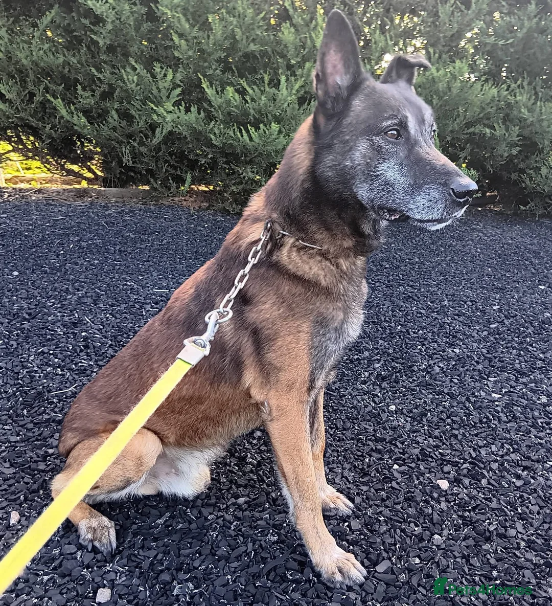 Belgian Shepherd Dog dogs for adoption: GUNTHER - Malinois - Advert 3