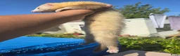 Ferret rodents for sale: Stunning ferret for sale - Advert 3