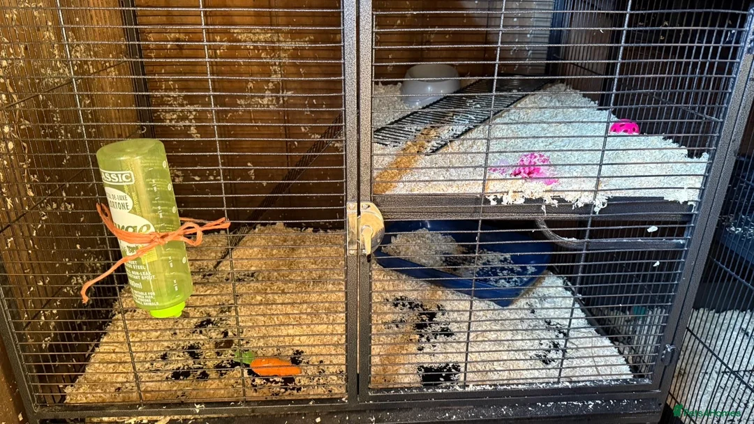 Ferret rodents for sale: Female jil ferret in Clacton-on-Sea - Advert 2