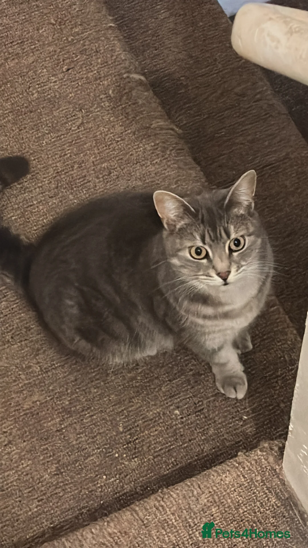Mixed Breed cats for sale: Aura Russian tabby 4 years old - Advert 2
