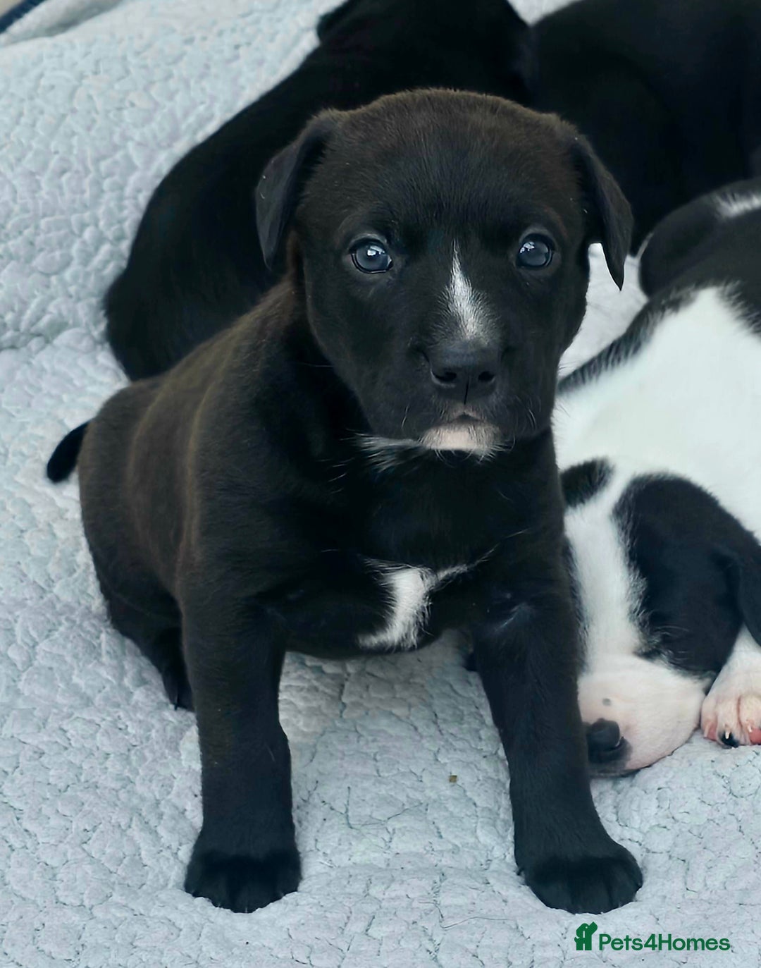 Mixed Breed dogs for sale: Short haired Collie pups - Image 3