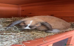 Mini Lop rabbits for sale: Male mini lop  - Image 15