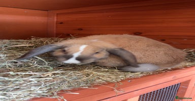 Mini Lop rabbits - Advert 6