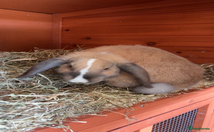 Mini Lop rabbits - Advert 5