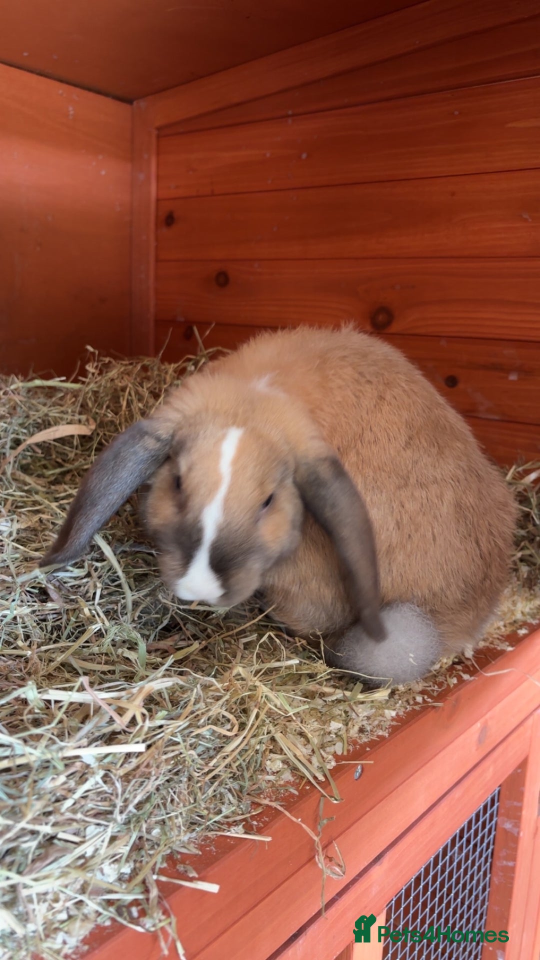 Mini Lop rabbits for sale: Male mini lop  - Image 15
