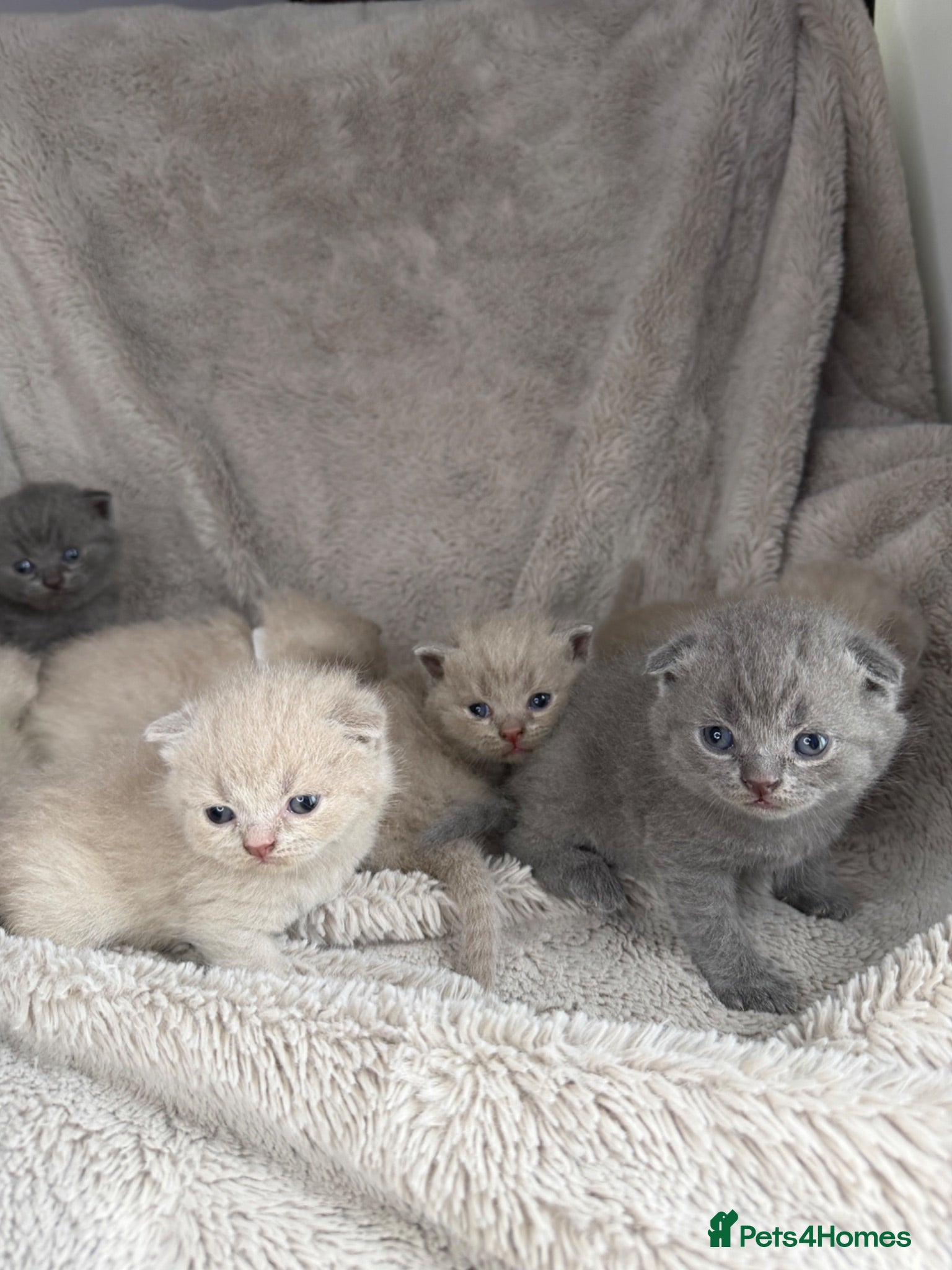 British Shorthair cats Little teddy bears - Advert 1