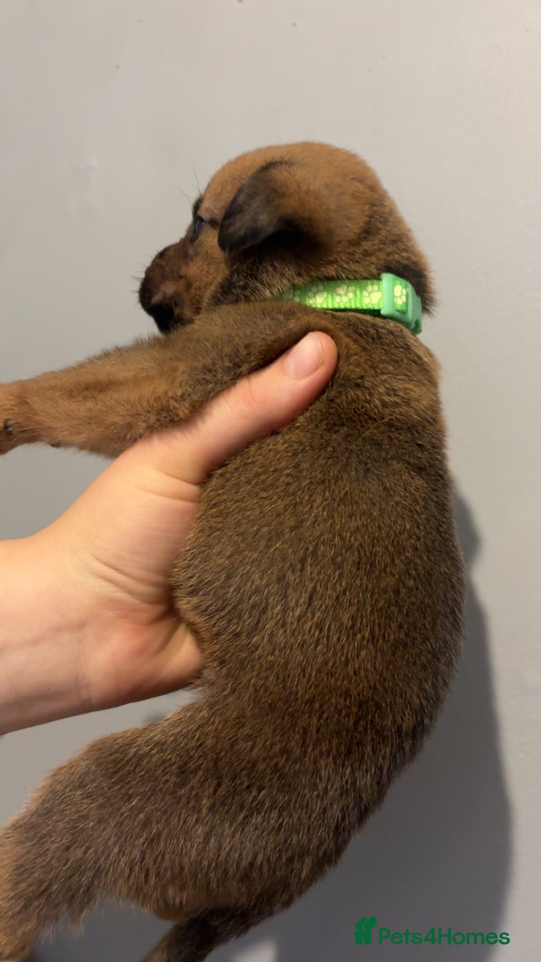 Mixed Breed dogs for sale: Boxwillers - Image 39