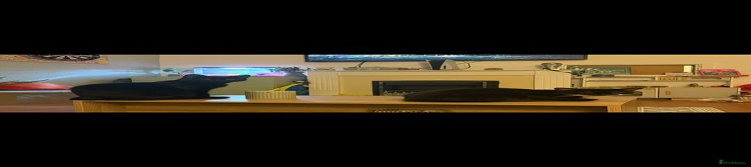 Domestic Shorthair Kitten 2