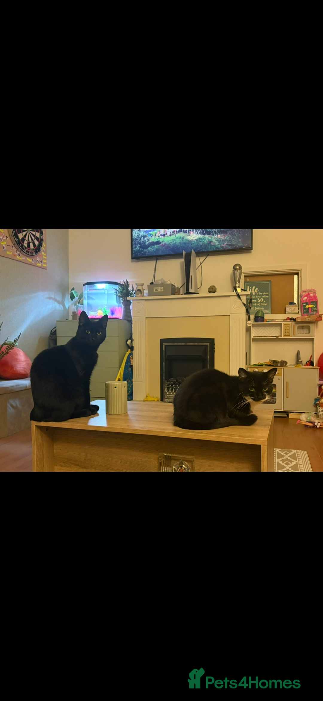 Domestic Shorthair cats for sale: Ready to leave now  - Advert 2