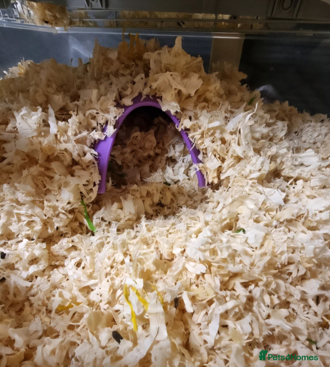 Hamster rodents for sale: Gorgeous male hamster with cage and full set up - Image 10