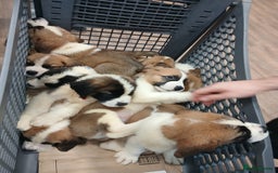 Saint Bernard dogs for sale: Saint Bernard puppies  - Image 33