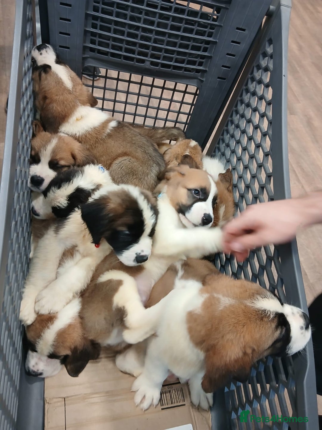 Saint Bernard dogs for sale: Saint Bernard puppies  - Image 33