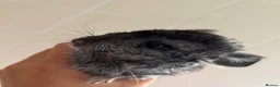 Chinchilla rodents for sale: chinchillas - Advert 3