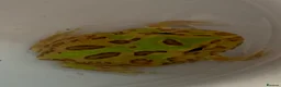 Frog reptiles for sale: Pac-Man Frogs cb26  - Advert 10