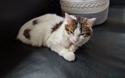 Mixed Breed cats for sale: Snow - Beautiful Mixed Breed Female Kitten - Image 16