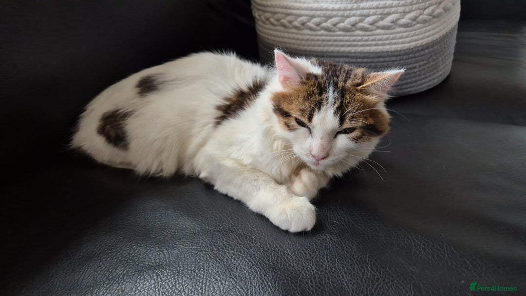 Mixed Breed cats for sale: Snow - Beautiful Mixed Breed Female Kitten - Image 16