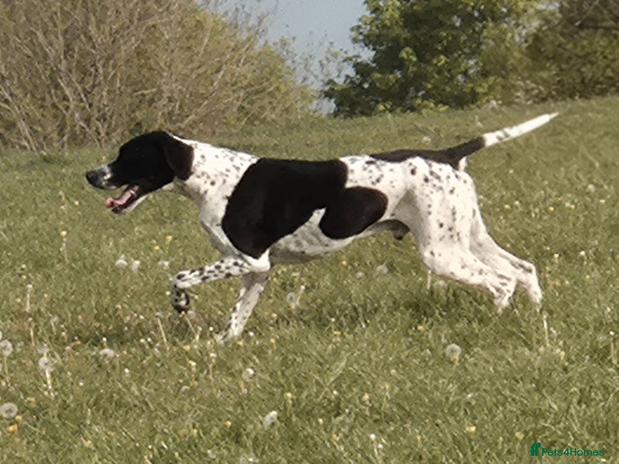 Pointer dogs Glenariff Mojito over Teisgol  proven stud dog  - Advert 1