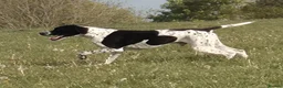Pointer dogs for stud: Glenariff Mojito over Teisgol  proven stud dog  - Advert 1