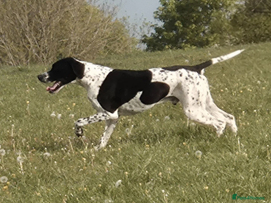 Pointer dogs for stud: Glenariff Mojito over Teisgol  proven stud dog  - Advert 1