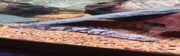 Cichlids fish for sale: Electric blue jack Dempseys,pink Oscar,barb,bichir - Advert 2