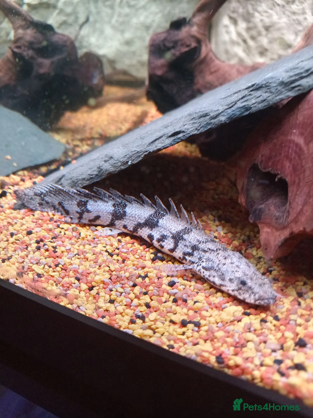 Cichlids fish for sale: Electric blue jack Dempseys,pink Oscar,barb,bichir - Advert 2