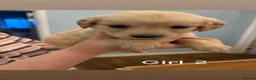 Golden Retriever dogs for sale: Golden Retriever Puppies  - Advert 4
