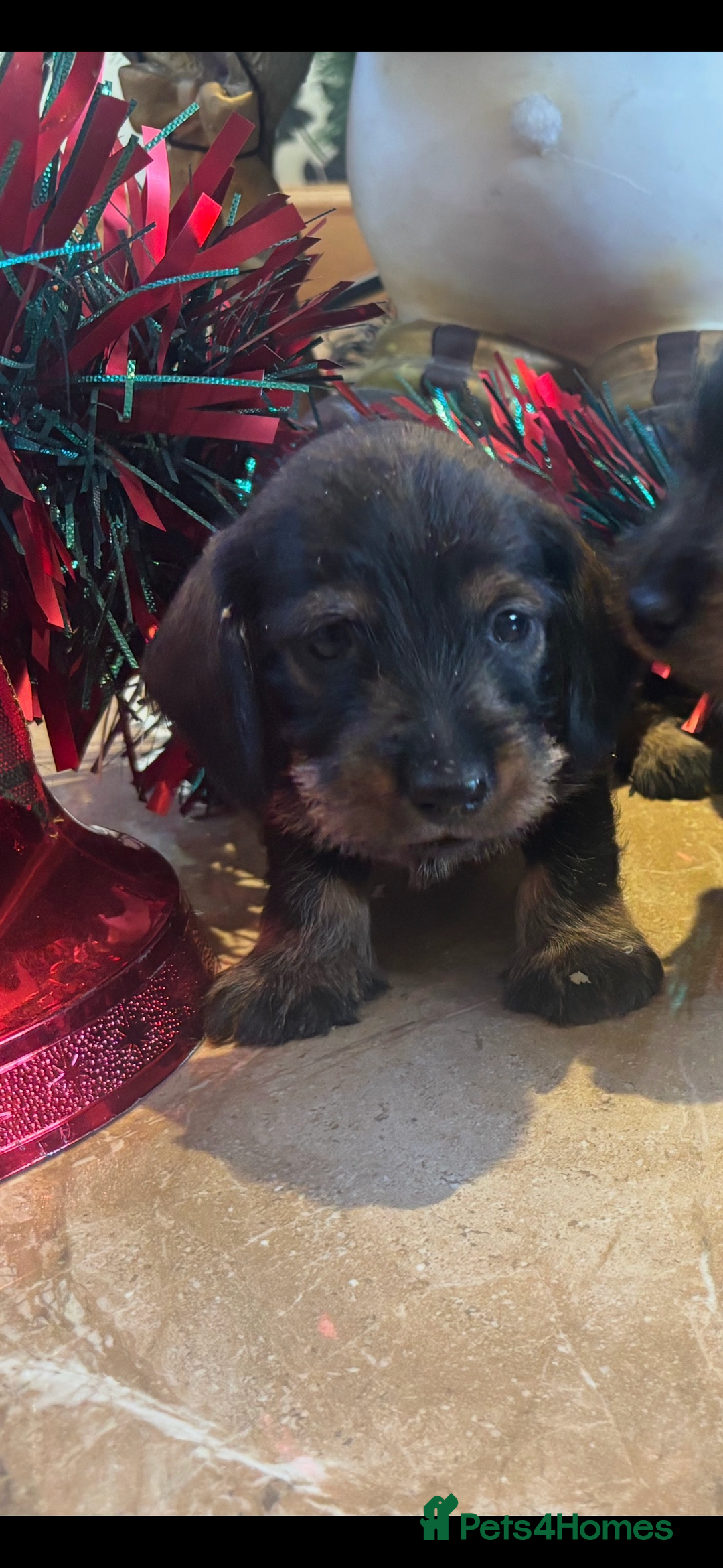 Miniature Dachshund dogs for sale: Wire Haired Dachshunds  - Advert 19
