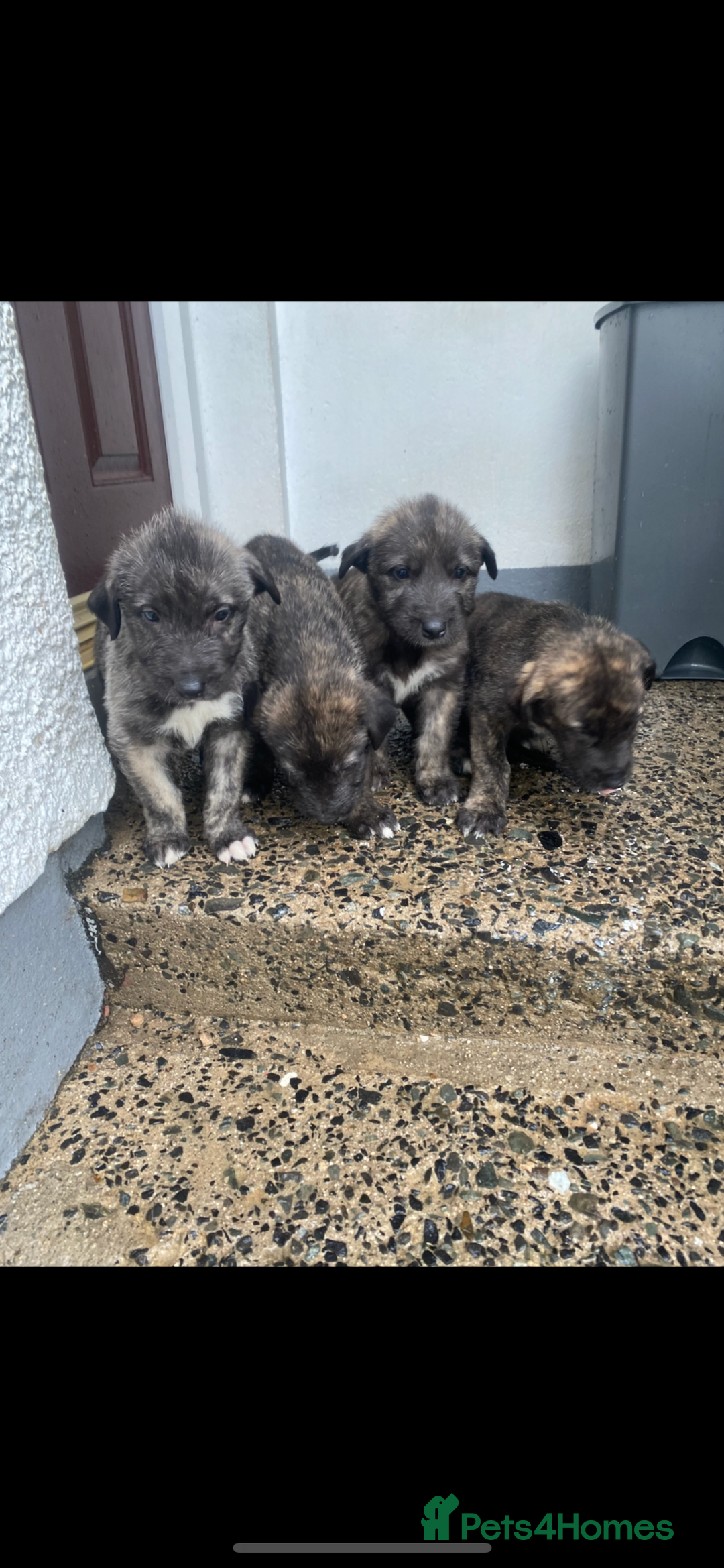 Irish Wolfhound dogs for sale: Irish wolfhound pups  - Advert 1
