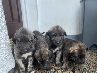 Irish Wolfhound dogs Irish wolfhound pups - Advert 4